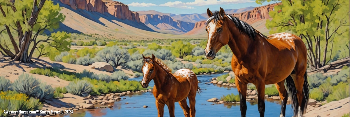 The Appaloosa Legacy