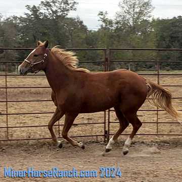 Woody Be Tuff Cutting Horse Filly