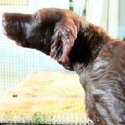 Sheila Uva dog portrait wax for bronze casting