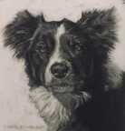  C. Harley Volz ranch dog portrait