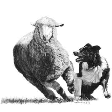 5art contest winner sheep shep by cheryl harley volz