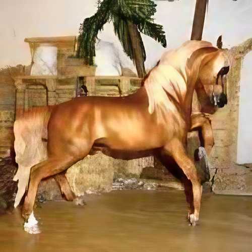 Beautiful horses by Sheila