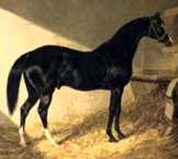 Camel, blk h 1822, Foundation Thoroughbred Sire