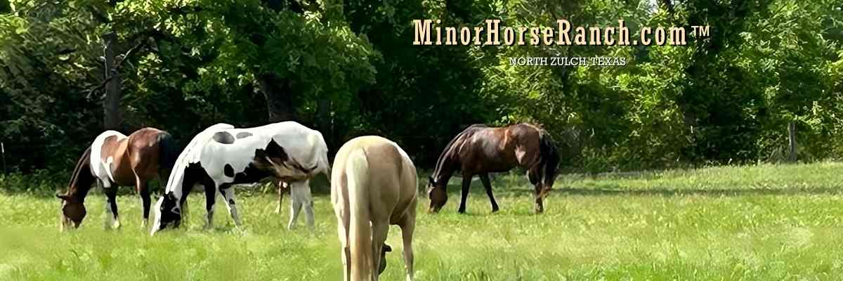 MinorHorseRanch.com™ Horses and Kids in North Zulch, Texas