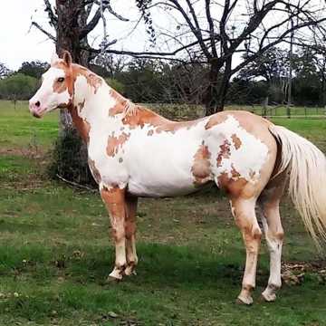 Dipped in Fold ApHA Stallion at Stud