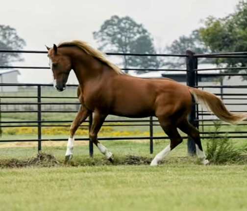 6 Woody Be Tuff cutting stallion