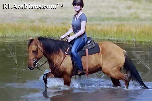 Royal Legend Riding Lessons