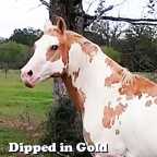 Dipped In Gold, APHA foundation stallion for Minor Horse Ranch