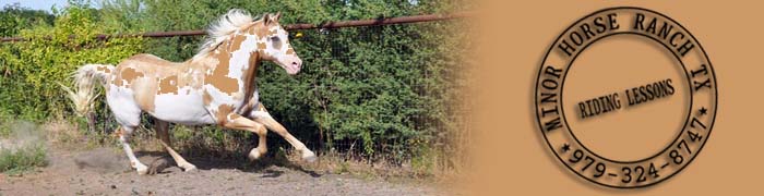 Sponsored by; Minor Horse Ranch - Dipped in gold